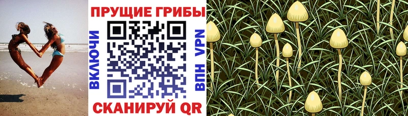 Галлюциногенные грибы GOLDEN TEACHER  цена наркотик  Юрга 