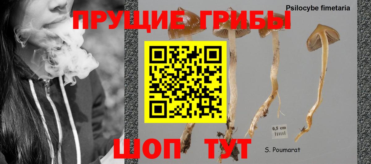 Псилоцибиновые грибы Magic Shrooms  дарнет шоп  Юрга  Галлюциногенные грибы прущие грибы  Вход с VPN 